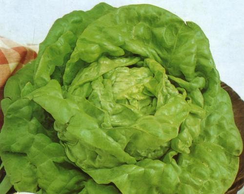 LATTUGA A CAPPUCCIO K.S. ESTIVA GR.50